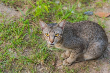 kahverengi renk Tay kedi görüntüsünü oturup çim sahada.