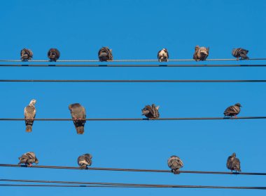 elektrik hatları üzerinde oturan kuşlar .