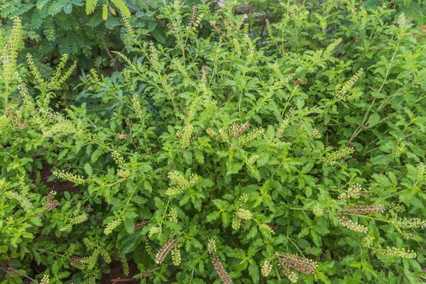 Albahaca Dulce Para Ingrediente —  Fotos de Stock