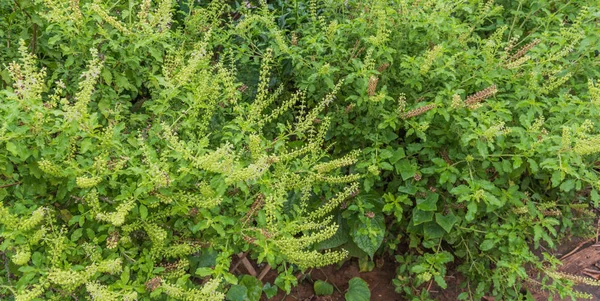 Söt Basilika Träd För För Ingrediens — Stockfoto