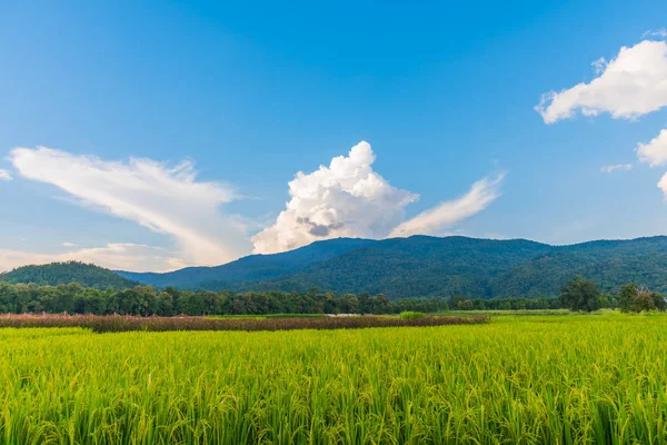 Campo de arroz dourado com céu azul — Fotografia de Stock