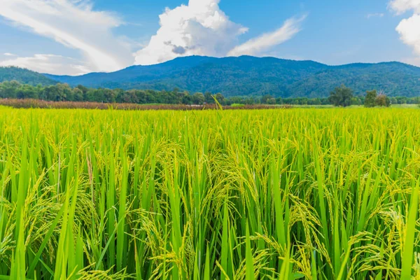 Zlatá rýže pole s modrou oblohou — Stock fotografie