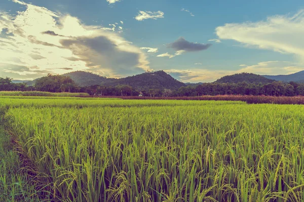 Campo de arroz dourado com céu azul — Fotografia de Stock