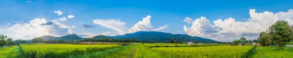 Dia ensolarado beleza no campo de arroz . — Fotografia de Stock