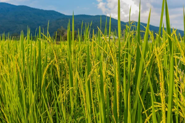 Piękny słoneczny dzień na polu ryżowym . — Zdjęcie stockowe