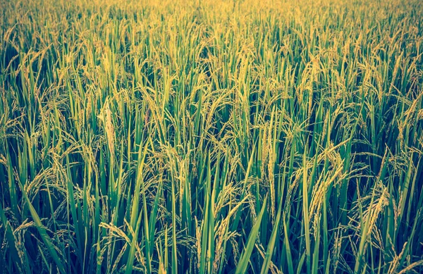 Image of rice field on day time. — Stock Photo, Image