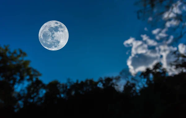 Fullmåne och siluett träd med klar himmel . — Stockfoto