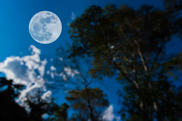 Fullmåne och siluett träd med klar himmel . — Stockfoto