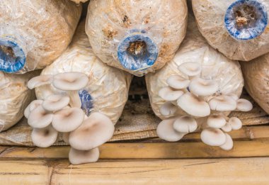 Kavak sajor-caju mantar bir grupta büyümek