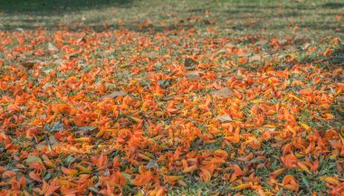 Turuncu Dhak çiçeğini gündüz vakti yakın plan çek. .