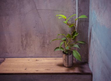 Çimento duvar ile yapabilirsiniz bitki.