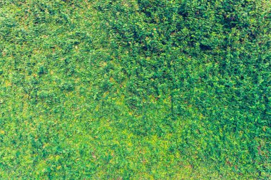 Arkaplan kullanımı için Yaprak duvarının klasik ton görüntüsü.