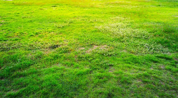 Vintage Ton Bild Von Grünem Rasen Feld Morgen Zeit Für — Stockfoto