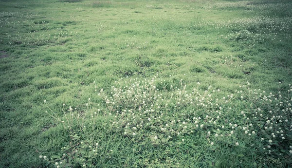 Vintage Tone Image Grass Field Globe Amaranth Flower Shiny Day — Stock Photo, Image