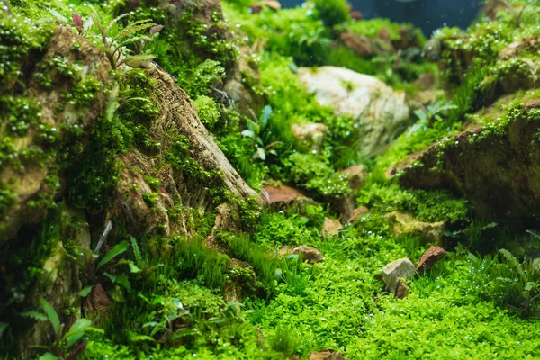 Imagen Cerca Del Tanque Acuario Con Una Variedad Plantas Acuáticas —  Fotos de Stock