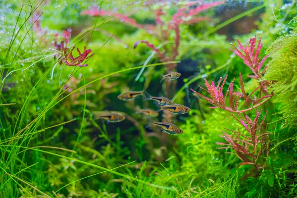 水族箱内有多种水生植物的近景图像 — 图库照片