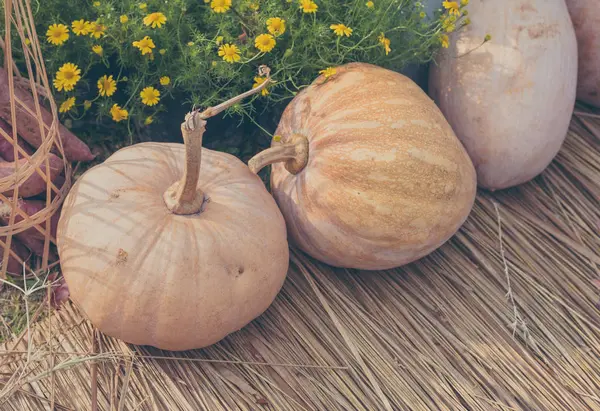 Pumpkin harvested products on ground. — Stock Photo, Image