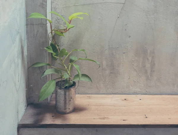 植物のセメントの壁とすることができます。. — ストック写真