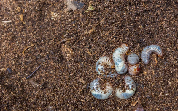 Nosorožíci larva na zemi . — Stock fotografie