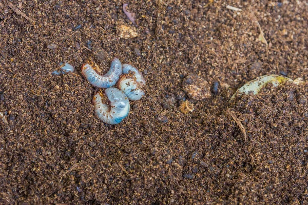 Nosorožíci larva na zemi . — Stock fotografie