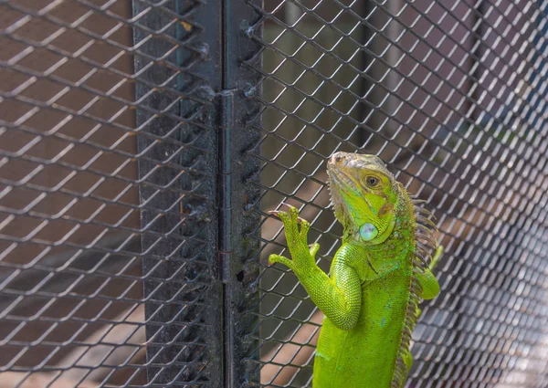 Imagen de iguana verde  . — Foto de Stock