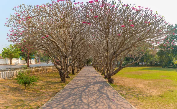 Imagen perspectiva de los árboles de Plumeria túnel —  Fotos de Stock