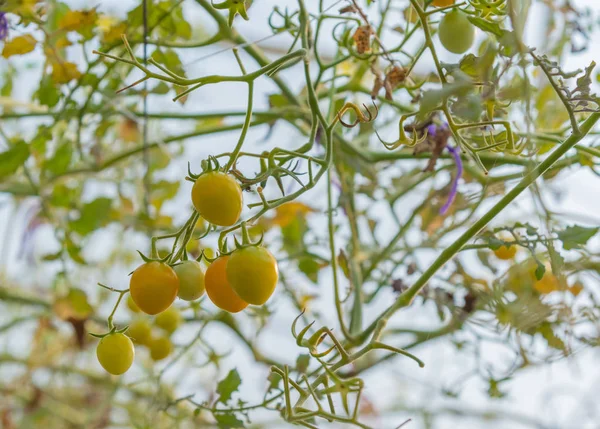 Image Yellow Tomato Garden Day Time — Stock Photo, Image