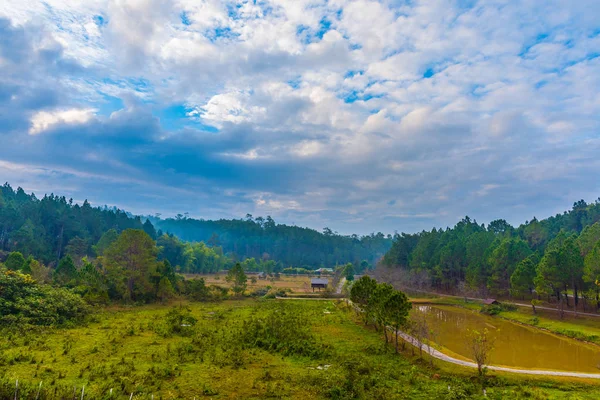 Bosque de pinos durante el día —  Fotos de Stock