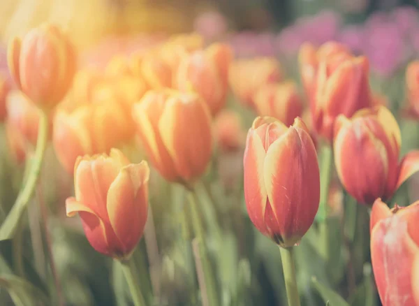 Záhon z oranžové tulipány na denní době . — Stock fotografie