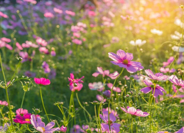 Purple cosmos flower in the field — Stock Photo, Image