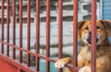 çitin arkasındaki kahverengi köpek resim.