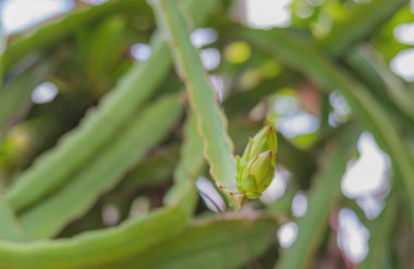 Bahçede çiğ ejderha meyvesi (Pitaya) resmi.