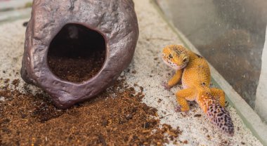 leopar gecko (Eublepharis macularius) kertenkele kum üzerinde