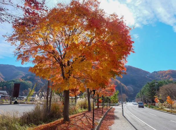 Afbeelding Van Rode Esdoorn Boom Japan — Stockfoto