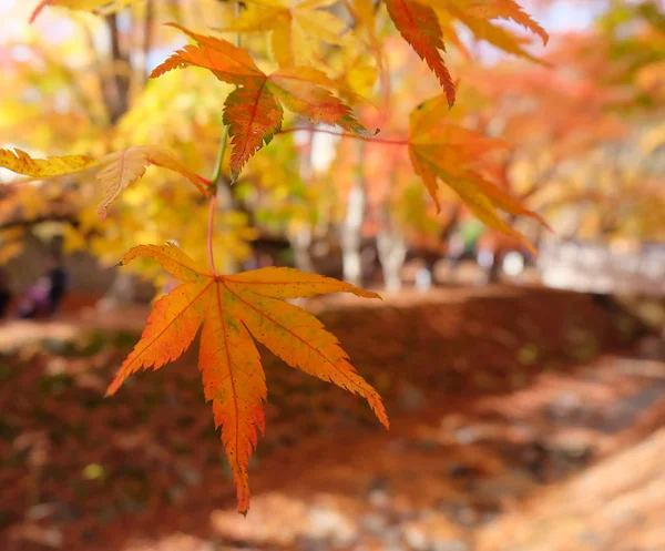 Afbeelding Van Rode Esdoorn Boom Japan — Stockfoto