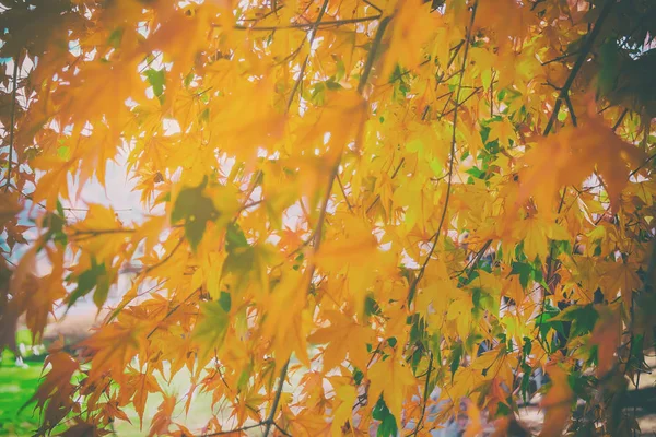 Imagem Ácer Amarelo Vermelho Japão — Fotografia de Stock