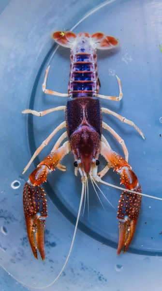 Akvaryum Tankında Gerçek Hayalet Karışımı Renk Kerevitleri Procambarus Clarkii — Stok fotoğraf