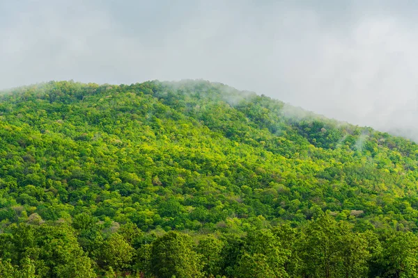 Tropický Zelený Horský Les Zamračená Obloha — Stock fotografie
