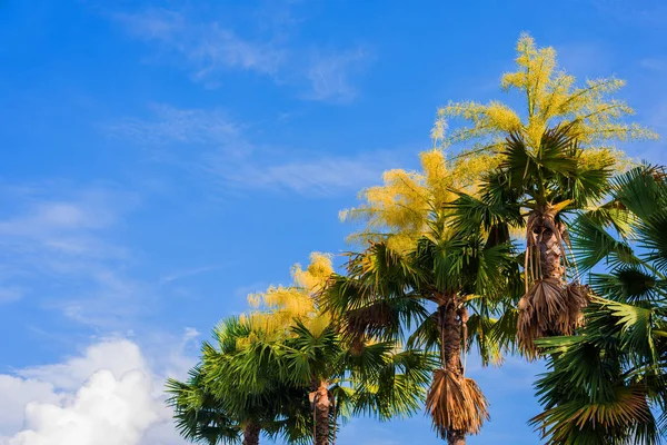 日间扇形棕榈树图像 — 图库照片