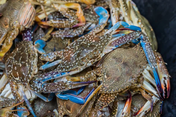 Close up shot of blue swimming crabs. — Stock Photo, Image