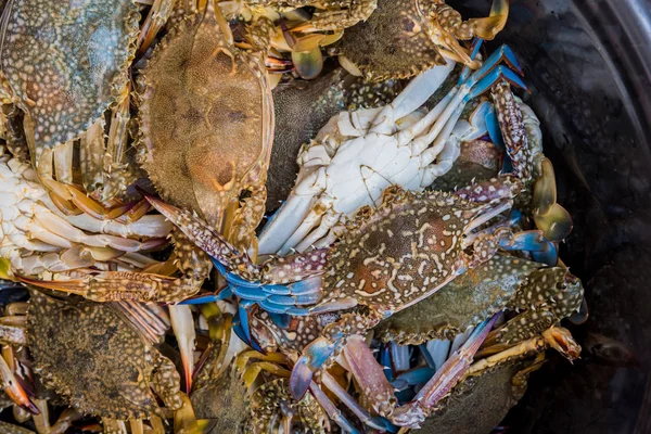 Gros plan de crabes bleus nageant. — Photo