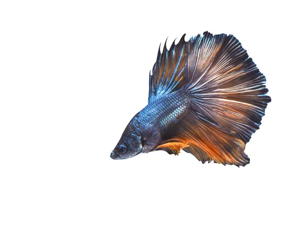 Betta Fish Isolated White Background — Stock Photo, Image
