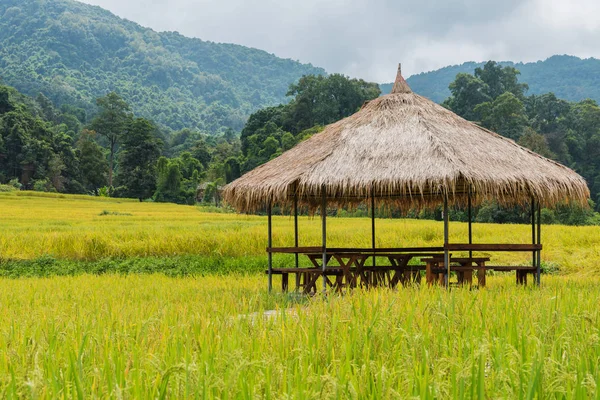 El campo de arroz dorado con cabaña y montaña . — Foto de Stock