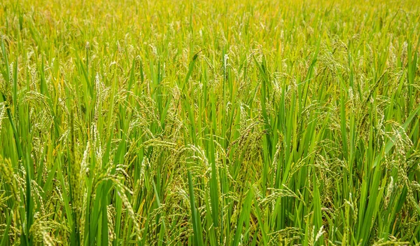 Obrázek Pole Zralého Rýže Den Čas Pozadí — Stock fotografie