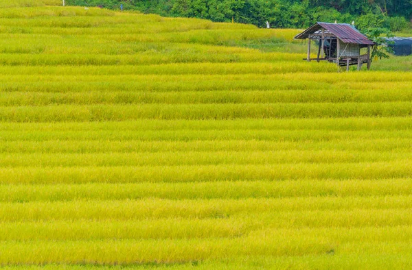 golden rice field day time .