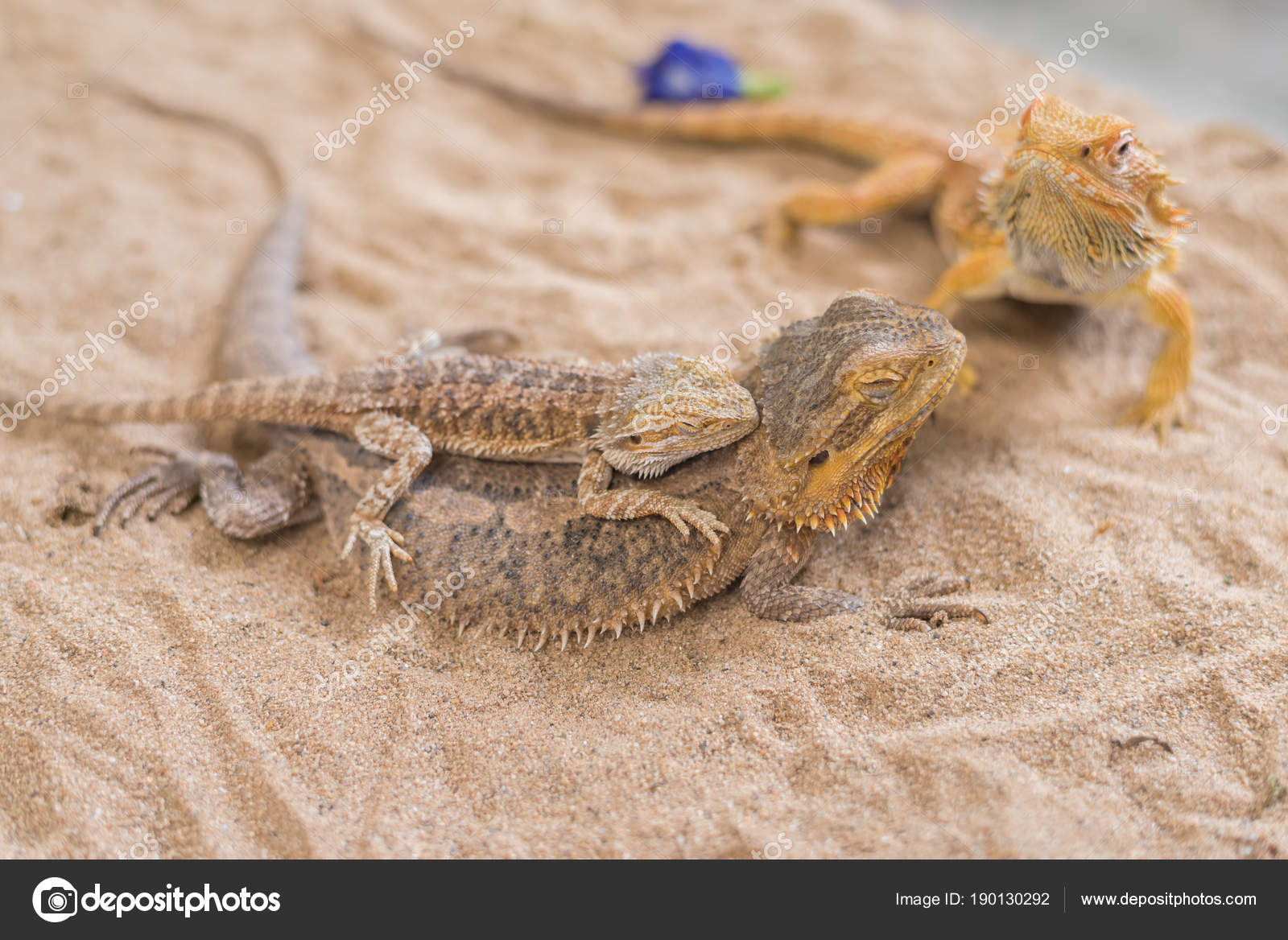 Baby Bearded Dragon And Mother Stock Photo By C Coffmancmu