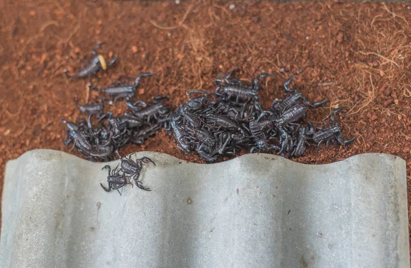 Escorpiones bebé en el suelo . — Foto de Stock