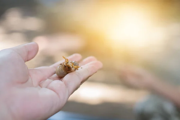 Mano sosteniendo una larva de escarabajo naranja . —  Fotos de Stock