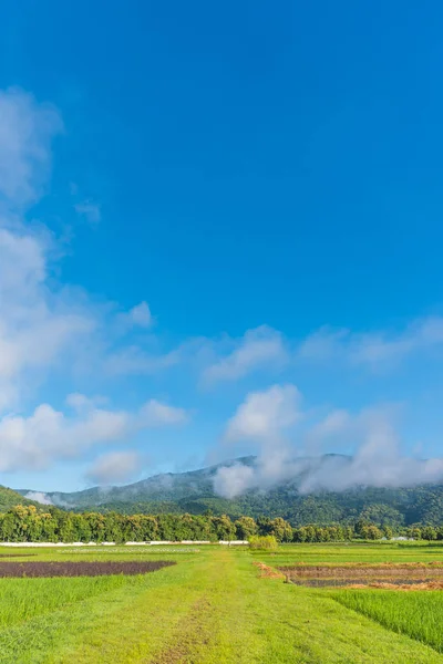 Campo de arroz con cielo y montaña — Foto de Stock