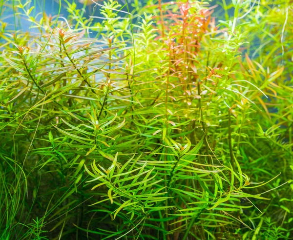 ミズキンバイ Arcuata と水生植物の中の様々 な水槽のイメージ アップします — ストック写真